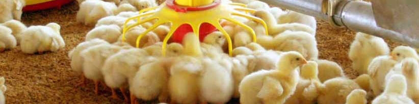 خیز دوباره قیمت جوجه در بازار/ نرخ هر قطعه جوجه یک‌روزه به ۱۰ هزار تومان رسید