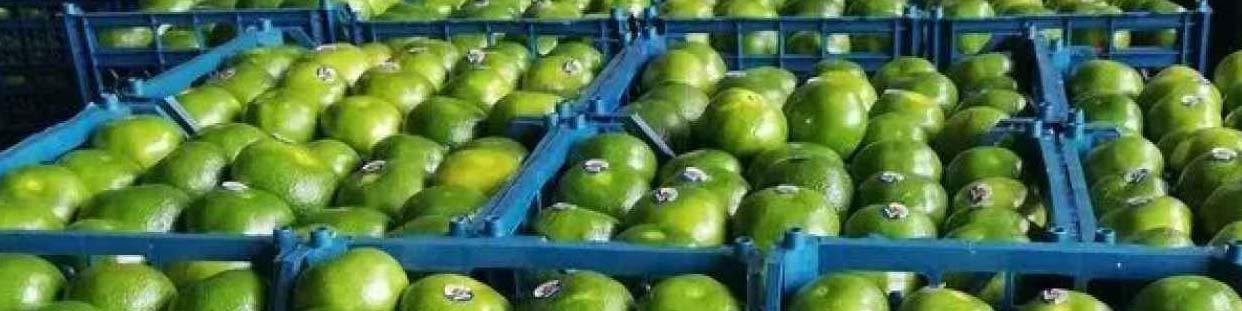 نارنگی‌های موجود در بازار با گاز اتیلن رنگ‌آوری شده است/ وزارتخانه‌های جهاد کشاورزی و بهداشت ورود کنند