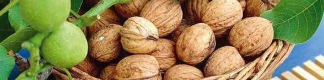 بازار در سیطره گردوهای قاچاق آمریکا، شیلی و بلغارستان