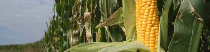 قیمت گندم و ذرت در بالاترین سطح ۹ سال اخیر