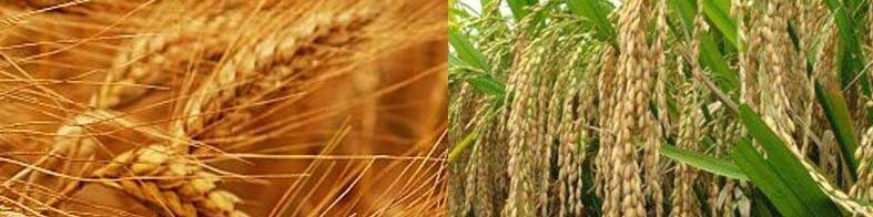 کاهش شدید قیمت جهانی گندم و برنج