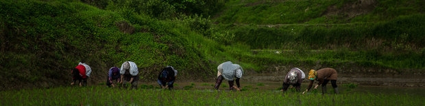 5 دلیل افزایش قیمت برنج در بازار/ قیمت چه زمانی پایین می‌آید؟