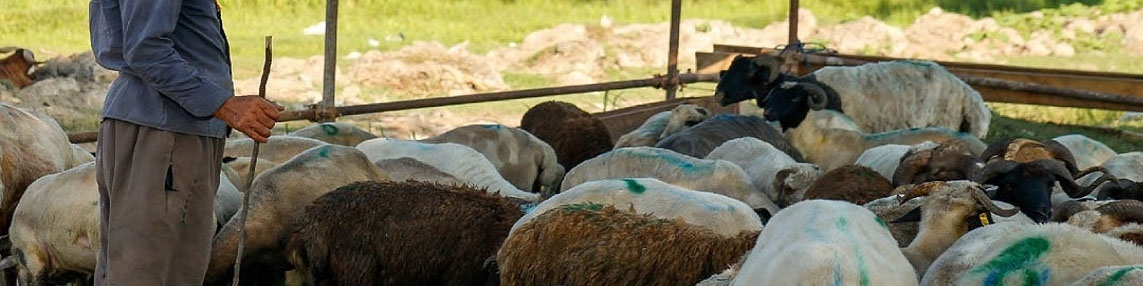 قیمت خرید حمایتی دام روستایی ابلاغ شد/ هر کیلو گوسفند نر ۶۲ هزار تومان