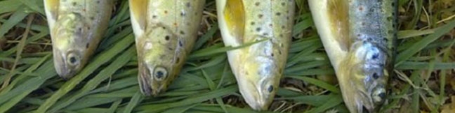 افزایش ۱۰۰ درصدی قیمت ماهی قزال‌آلا