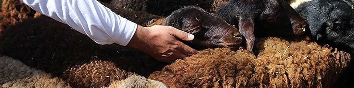 خرید تضمینی دام عشایر از ۴ دی ماه آغاز می‌شود