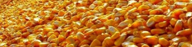 راهکار جدید چین برای تامین خوراک دام/ واردات محصولات تراریخته به شرط فرآوری