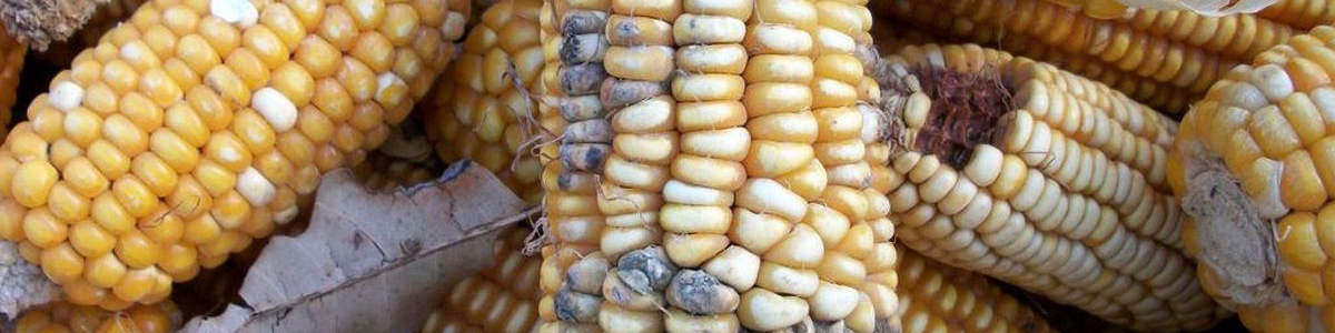 سازمان بنادر:‌ آلودگی ذرت‌‌های وارداتی ارتباطی به انبارهای بندر امام (ره) ندارد/ ذرت‌های آلوده در دولت قبل وارد شد