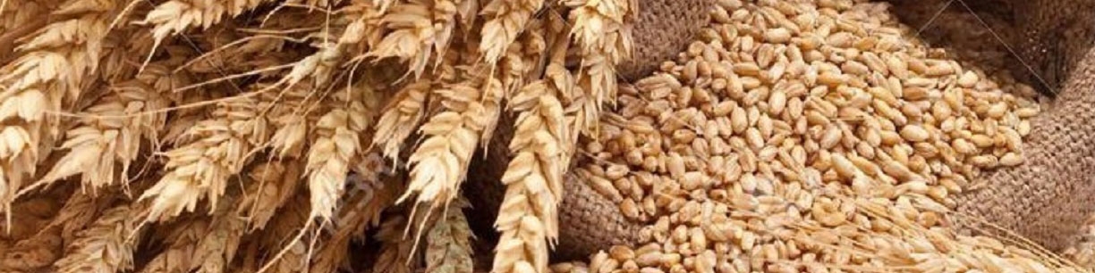 نگرانی جهانی نسبت به تامین گندم ادامه دارد