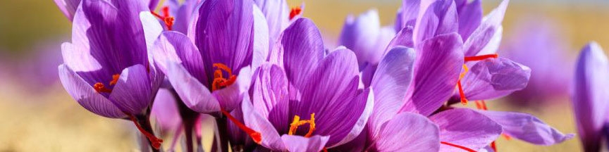 نحوه کاشت زعفران، با طرز کشت و پرورش زعفران آشنا شوید!