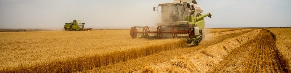 رشد ۱۷۲ درصدی خرید گندم از گندمکاران در سال ۱۴۰۱