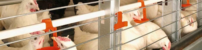 کاهش ۶ درصدی جوجه‌ریزی در خردادماه/ مهاجرت مرغداران شایع نیست/ طیف وسیعی از مردم توان خرید مرغ را ندارند