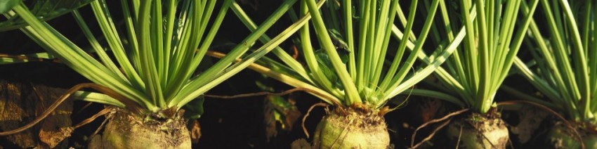 افت تولید چغندرقند در سال زراعی جدید/ کمبود شکر از طریق واردات تامین خواهد شد