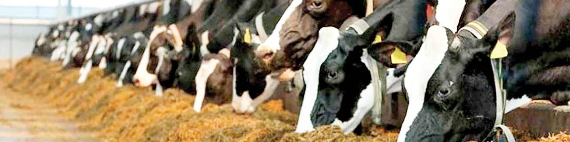 جزئیات واردات نهاده‌های دامی از بندرامام به کشور