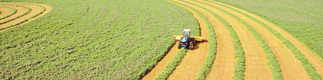 اقدامات وزارت جهاد برای توسعه کشت فراسرزمینی/ ۴محصول تحت پوشش‌اند