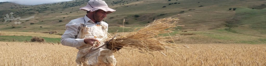 خشکسالی، ۸۰ درصد تولید گندم استان‌های جنوبی را خشکاند/ ۱۵ هزارمیلیارد از مطالبات گندمکاران پرداخت نشد