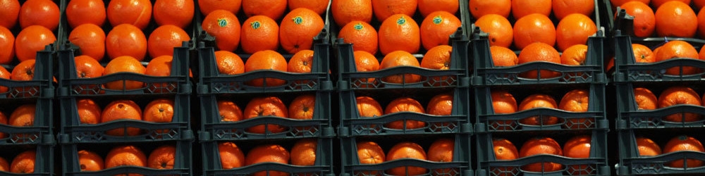 صادرات مرکبات ایران به چین برای نخستین بار/ تکذیب کاهش سرانه مصرف میوه