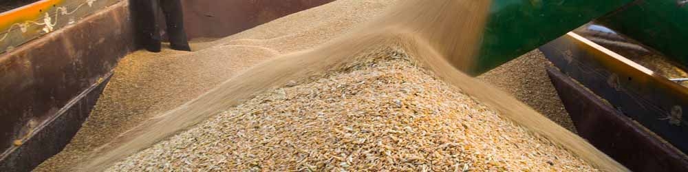 شرایط نگهداری غلات در اوکراین مطلوب نیست