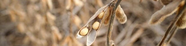 راهکاری برای کشت سویا در شرایط خشکسالی