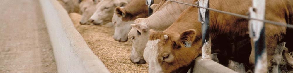 طرح تهاتر گوشت قرمز با نهاده‌ها از ده روز دیگر اجرایی می‌شود