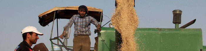 کشاورزی قراردادی؛ راهکار احیای خودکفایی در تولید محصولات زراعی