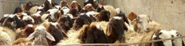 صادرات دام، همچنان متوقف/ شیوه‌نامه پیچیده است