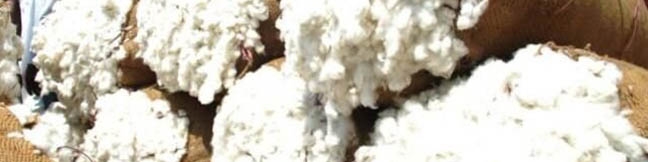 پیش‌بینی رشد 20 درصدی تولید پنبه در کشور