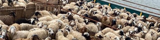 توقف رانت ۳۰ ساله با شیوه نامه صادرات دام