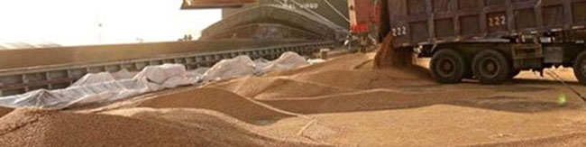 وعده ترخیص نهاده‌های دامی از بنادر