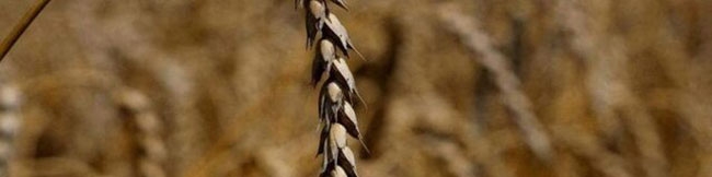 صعود جهانی قیمت دلار با مواد غذایی چه می‌کند؟