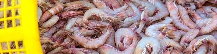 آغاز مذاکرات برای صادرات میگو به چین/ تعیین قیمت تن ماهی در مرحله نهایی است