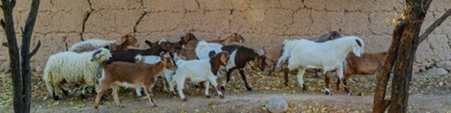 اختصاص ۴۰۰ میلیارد ریال برای هزینه واکسیناسیون دام