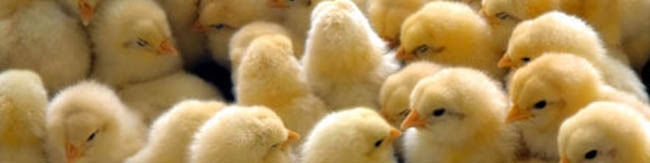 هشدار درباره معدوم سازی جوجه یک روزه