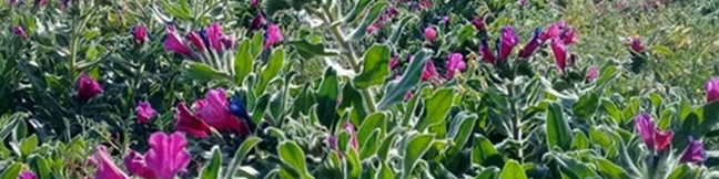 سطح زیر کشت گیاهان دارویی افزایش می‌یابد