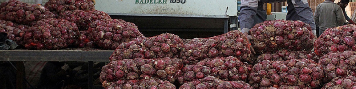 پیاز ارزان شد؟