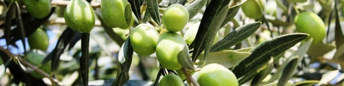 ۳۸ هزار کیلوگرم زیتون در گیلان خرید حمایتی شد