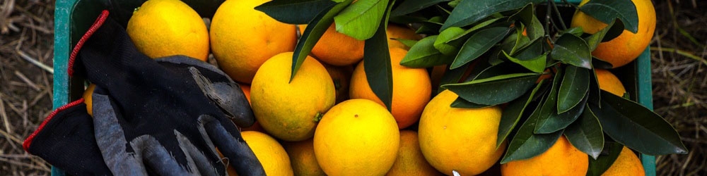 تجارت مرکبات ایران و چین به کجا رسید؟