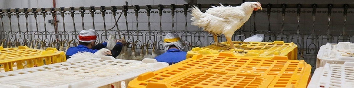 کاهش ۱.۴ درصدی شاخص قیمت تولیدکننده مرغداری‌های صنعتی