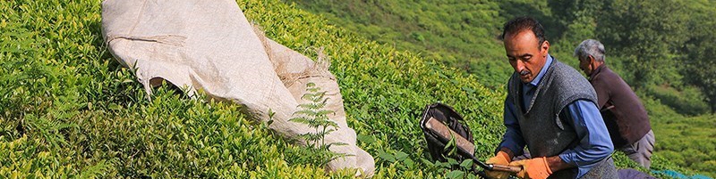 واگذاری تنظیم بازار چای به بخش خصوصی