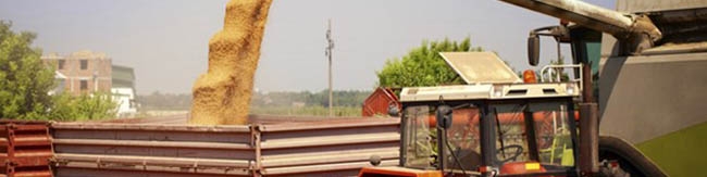 پیش‌بینی رشد ۱۰ درصدی تولید ۳ غله مهم ایران در سال ۲۰۲۳