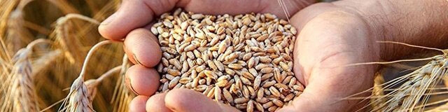 فائو: ایران سیزدهمین تولیدکننده بزرگ گندم جهان در سال ۲۰۲۲ شد