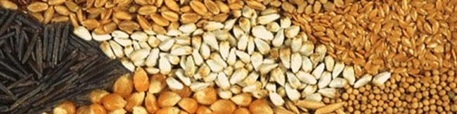 مشکل تأمین کنجاله و سویا در بین دامپروران و مرغداران