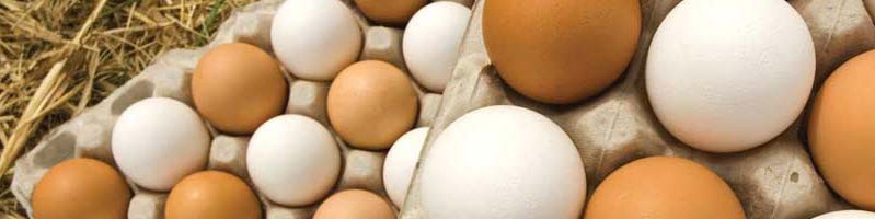 مرغداران خواستار اصلاح قیمت مصوب تخم‌مرغ هستند