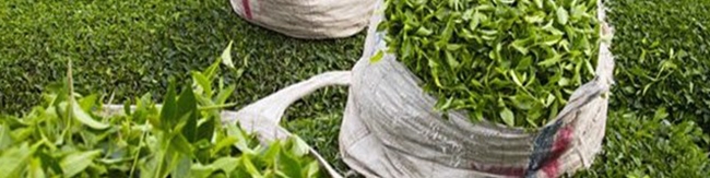 خرید برگ سبز چای به ۳۰ هزارتن رسید/ رکورد بی‌سابقه برداشت چای در یک روز