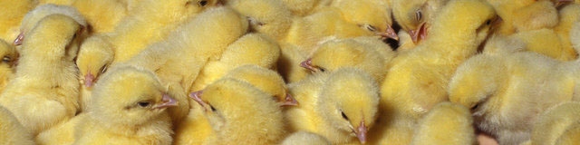 جریمه ۳۲۴ میلیارد تومانی تولیدکننده گران‌فروش جوجه یک روزه!