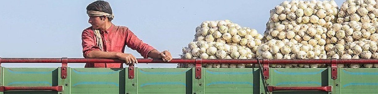 صادرات پیاز با سقف ۵۰هزار تن تا پایان خرداد مجاز شد