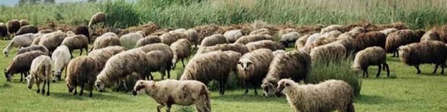 5 عامل مؤثر در نابسامانی بازار گوشت قرمز