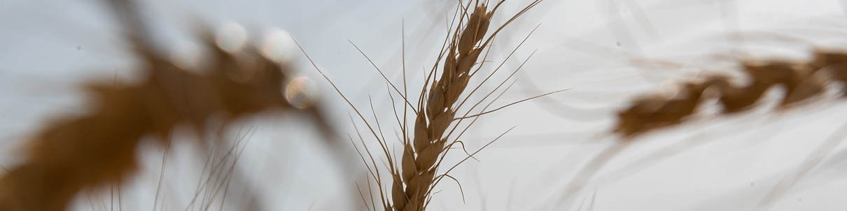 خرید تضمینی ۳.۱ میلیون تن گندم تاکنون/ تداوم برداشت با ۲۰ هزار دستگاه کمباین