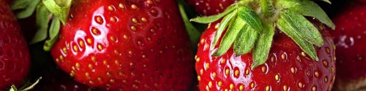 تولید توت‌فرنگی به ۱۲۰ هزارتن می‌رسد