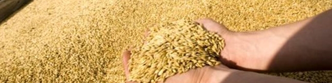 پرداخت ۵۰ درصد مطالبات گندمکاران با واریز ۲۵.۶ هزار میلیارد تومان