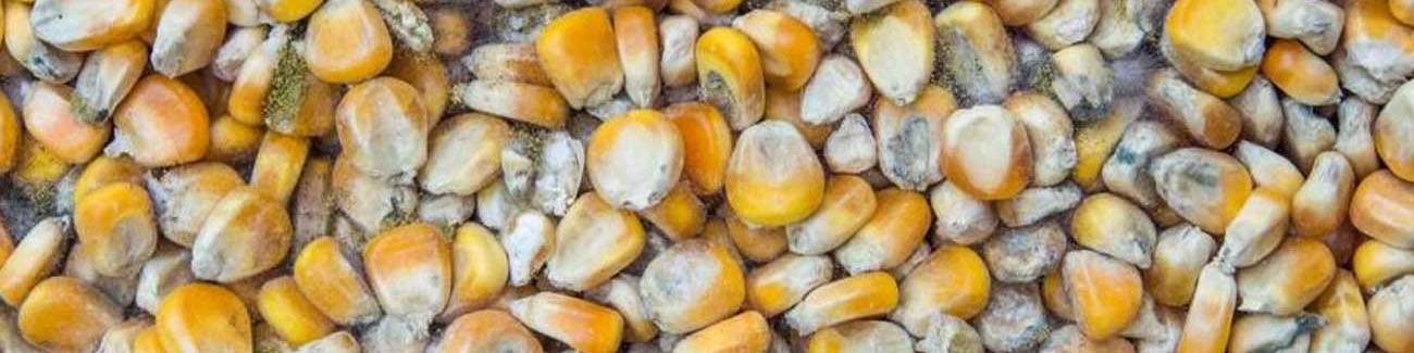 پشت‌صحنه ذرت‌های فاسد